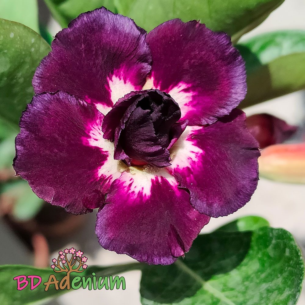Adenium BIO