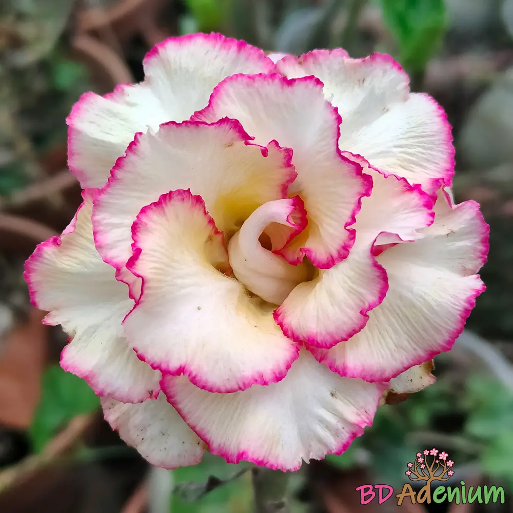 Adenium Candy