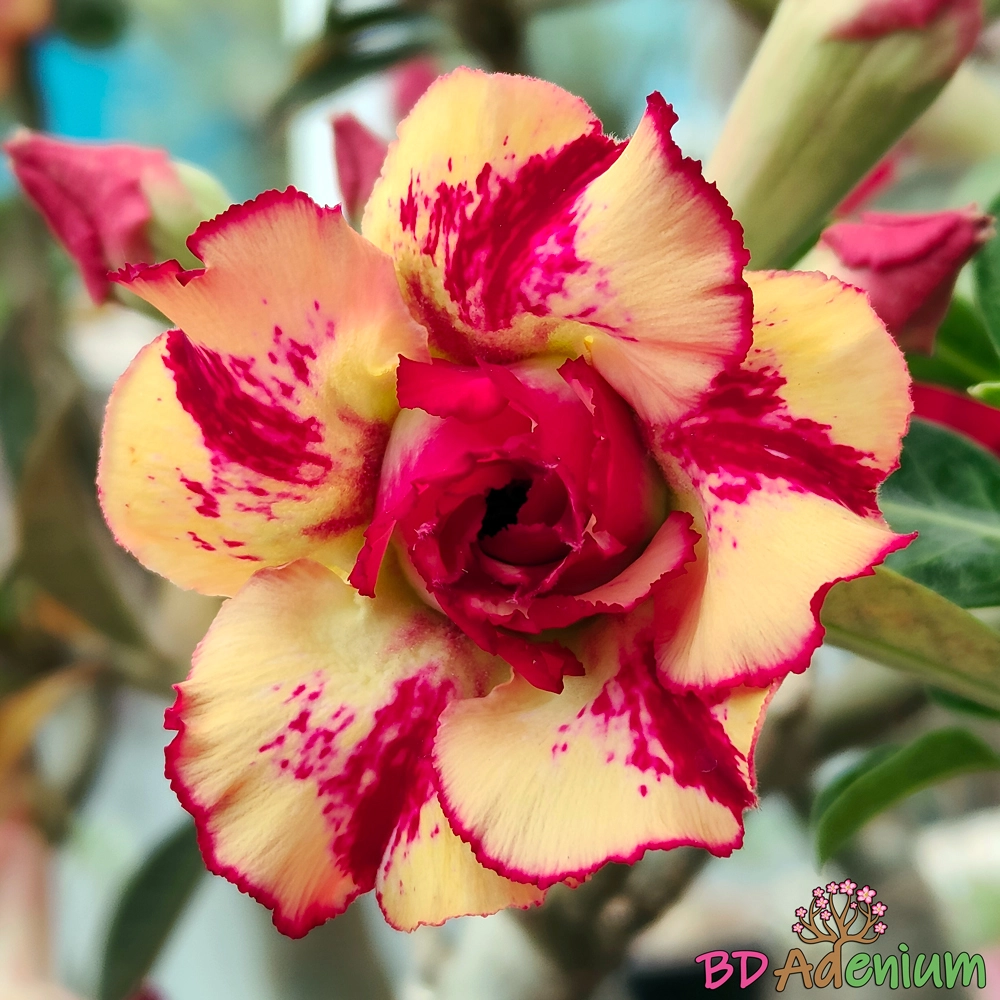 স্পার্কলিং গোল্ড | Sparkling Gold - Image 3