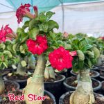 Red Star